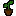 Oak Sapling